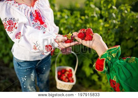 Closeup of woman's hands holding basket with organic garden summer strawberry berries. Healthy lifestyle and healthy eating. Vegetarian snack.Fruit and berries.