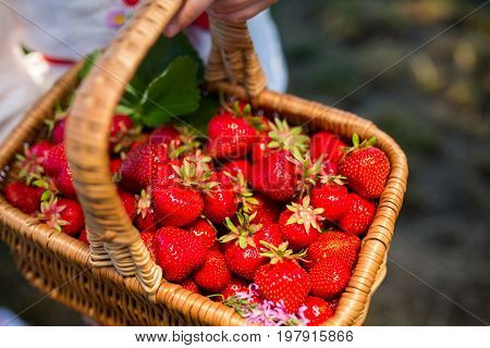 Closeup of woman's hands holding basket with organic garden summer strawberry berries. Healthy lifestyle and healthy eating. Vegetarian snack.Fruit and berries.