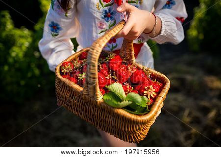 Closeup of woman's hands holding basket with organic garden summer strawberry berries. Healthy lifestyle and healthy eating. Vegetarian snack.Fruit and berries.