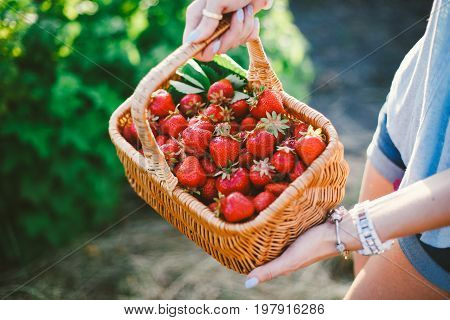 Closeup of woman's hands holding basket with organic garden summer strawberry berries. Healthy lifestyle and healthy eating. Vegetarian snack.Fruit and berries.