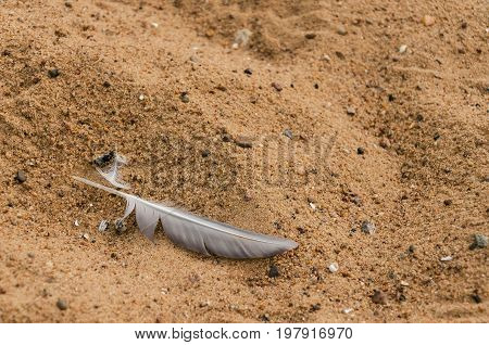 Feather on the sand, feather motive, theme