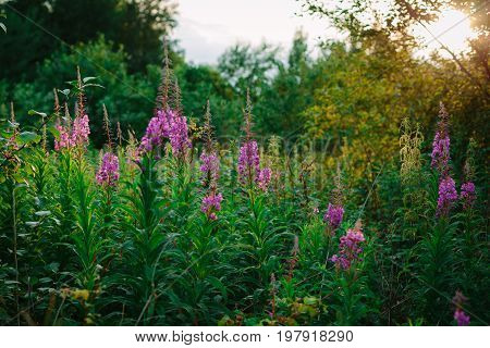 Field With Flowering Onagraceae