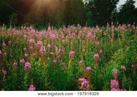 Field With Flowering Onagraceae