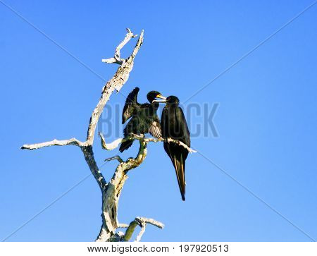 Two Cormorants in tree in Rio Lagartos Mexico