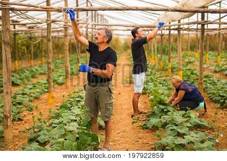 Farming, Gardening, Agriculture And People Concept - Family Business. Family Working Together In Gre
