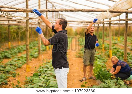 Farming, Gardening, Agriculture And People Concept - Family Business. Family Working Together In Gre