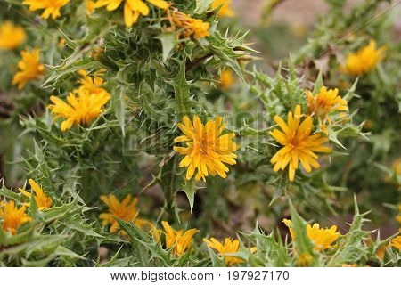 Details of the blooming golden thistle flowers