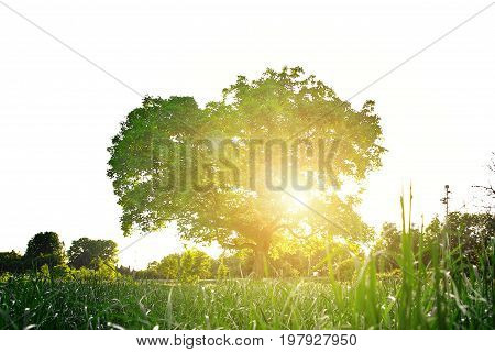 Walnussbaum an einer grünen Wiese im Sonnenuntergang