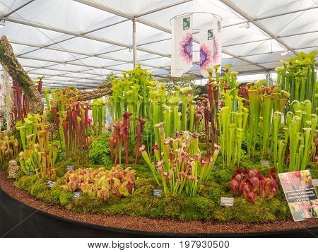 LONDON UK - MAY 25 2017: RHS Chelsea Flower Show 2017. Visitors observing the Hampshire Carnivorous Plants display in the Great Pavilion.