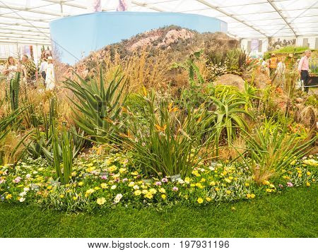 LONDON UK - MAY 25 2017: RHS Chelsea Flower Show 2017. Tropical plants display.