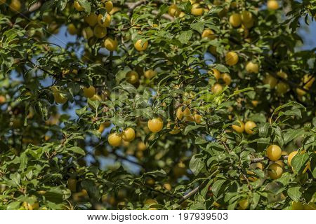 Yellow plum on tree with green leafs in the middle of hot summer