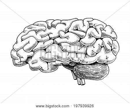 Human biology, organs anatomy illustration. engraved hand drawn in old sketch and vintage style. body detailed brain or pericranium