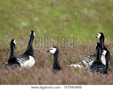 Barnacle Geese in Iceland July 7 2017