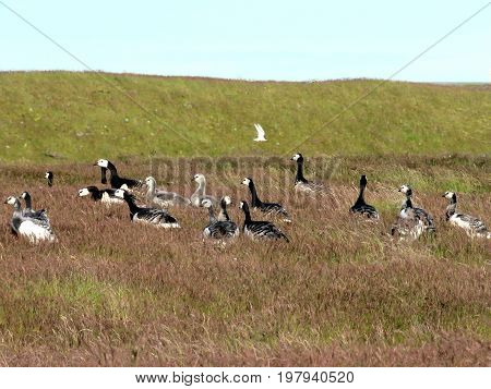 Barnacle Geese on the grass in Iceland July 7 2017