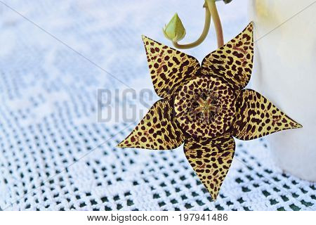 Exotic starfish cactus flower in all its beauty