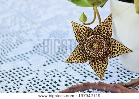 Exotic starfish cactus flower in all its beauty