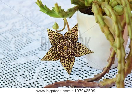 Exotic starfish cactus flower in all its beauty