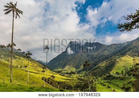 El Bosque de Las Palmas Landscapes of  palm trees in Valley Cocora  near Salento Quindio in Colombia South America