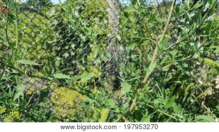 Arhipop Brunnich or Spider wasp. Spider wasp in grass under the sun