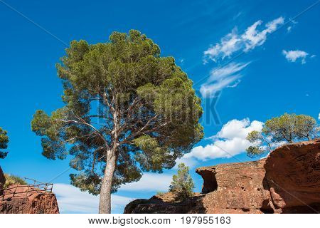 Pine On The Background Of A Blue Sky Near The Town Of Montbrio Del Camp, Tarragona, Catalunya, Spain