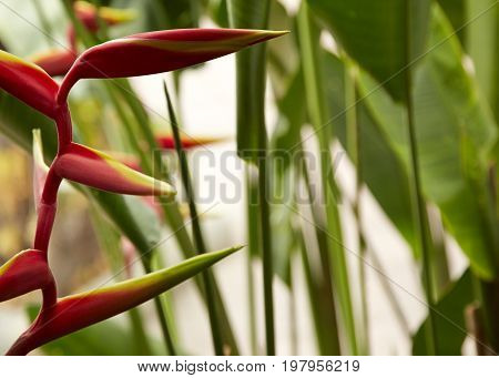 Beautiful Heliconia Flower