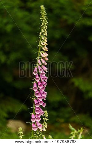 Foxglove purple wild flower against dark green tree in the park