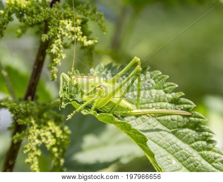 green grasshopper on green leaf in sunny ambiance