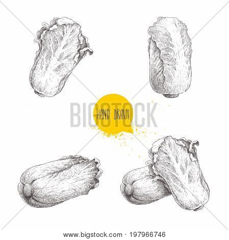 Hand drawn sketch chinese cabbages set. Pe-tsai exotic farm fresh vegetables vector illustration isolated on white background.