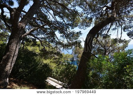 tiny footpath in park with big trees