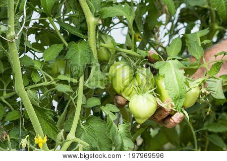 Man hands in tomatoes plants showing tomatoes