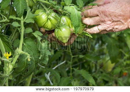 Man hands in tomatoes plants showing tomatoes