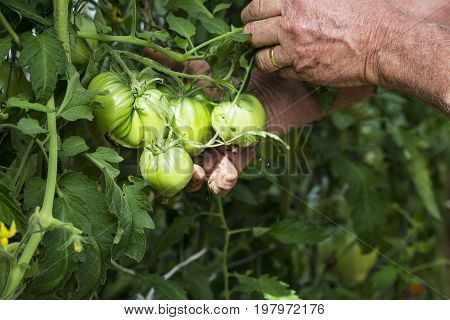 Man hands in tomatoes plants showing tomatoes