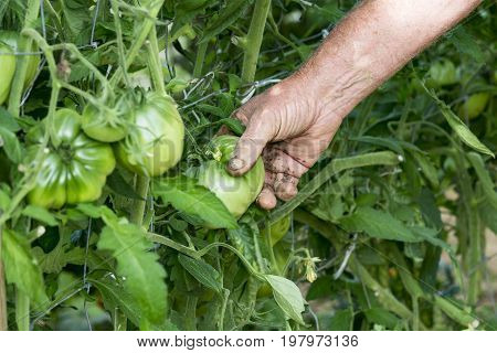 Man hands in tomatoes plants showing tomatoes