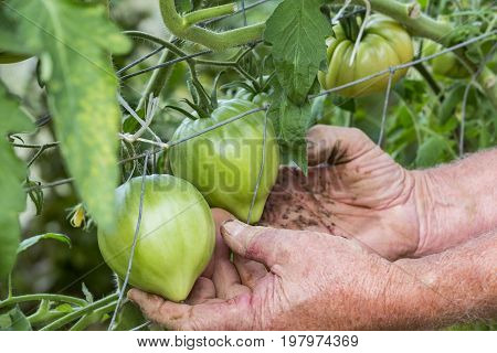 Man hands in tomatoes plants showing tomatoes