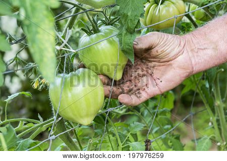 Man hands in tomatoes plants showing tomatoes