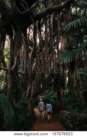 Loro Parque Puerto de la Cruz Tenerife Canary islands Spain - May 27 2017: Couple of tourists follow the path in The Jungle Ara in Loro Park with lush and leafy vegetation