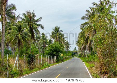Asphalt Highway In Jungle In Along Palm Trees Thailand