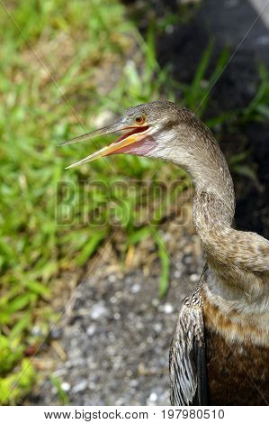 Snakebird Latin name Anhinga anhinga looking for prey