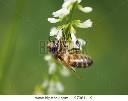 Bee on the flowers of Melilotus. Macro