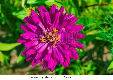 Summer landscape. Pink flower, tsiniya , closeup, macro on a grass background