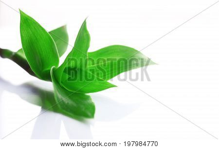 Plant Callisia fragrans on white background isolated closeup
