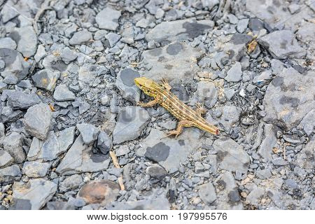 Close up small tailless lizard on stone background