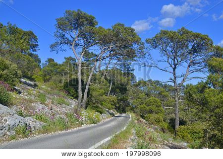 Mountain road goes to horizon in pine tree forest. Beautiful summer landscape