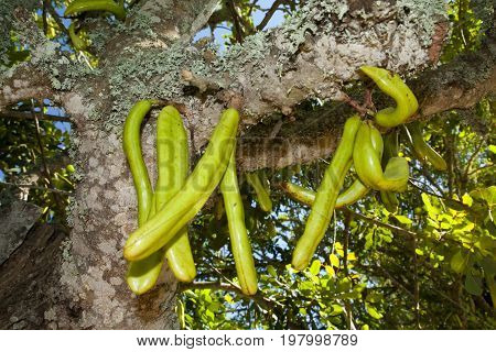 Parmentiera Edulis - Candle Tree Green Exotic Fruit.