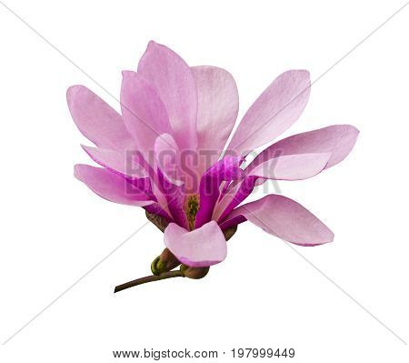 decoration of few magnolia flowers. pink magnolia flower isolated on white background. Magnolia. Magnolia flower. Flowering branch of magnolia isolated on white background