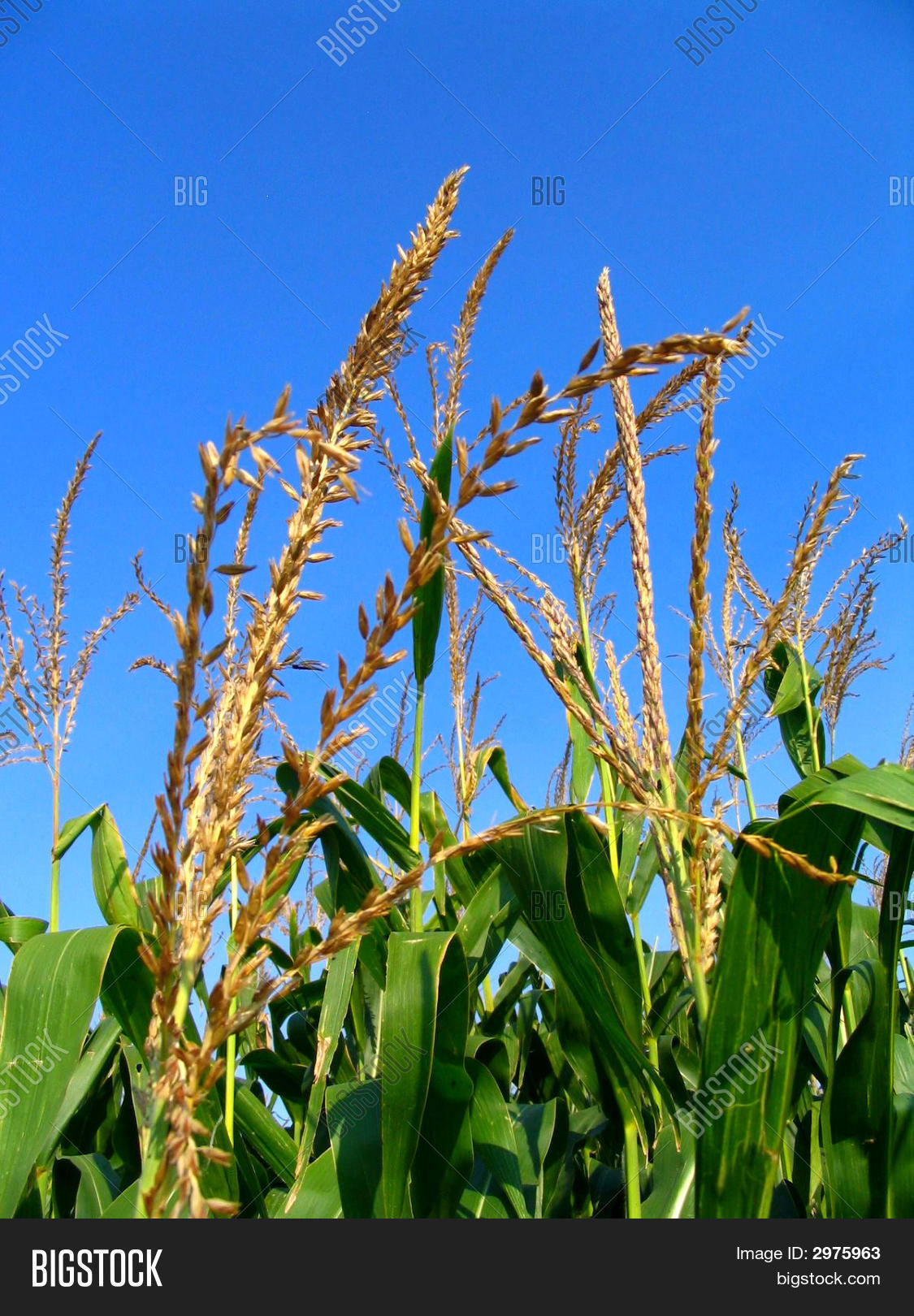 Corn Tassel Image & Photo (Free Trial) Bigstock