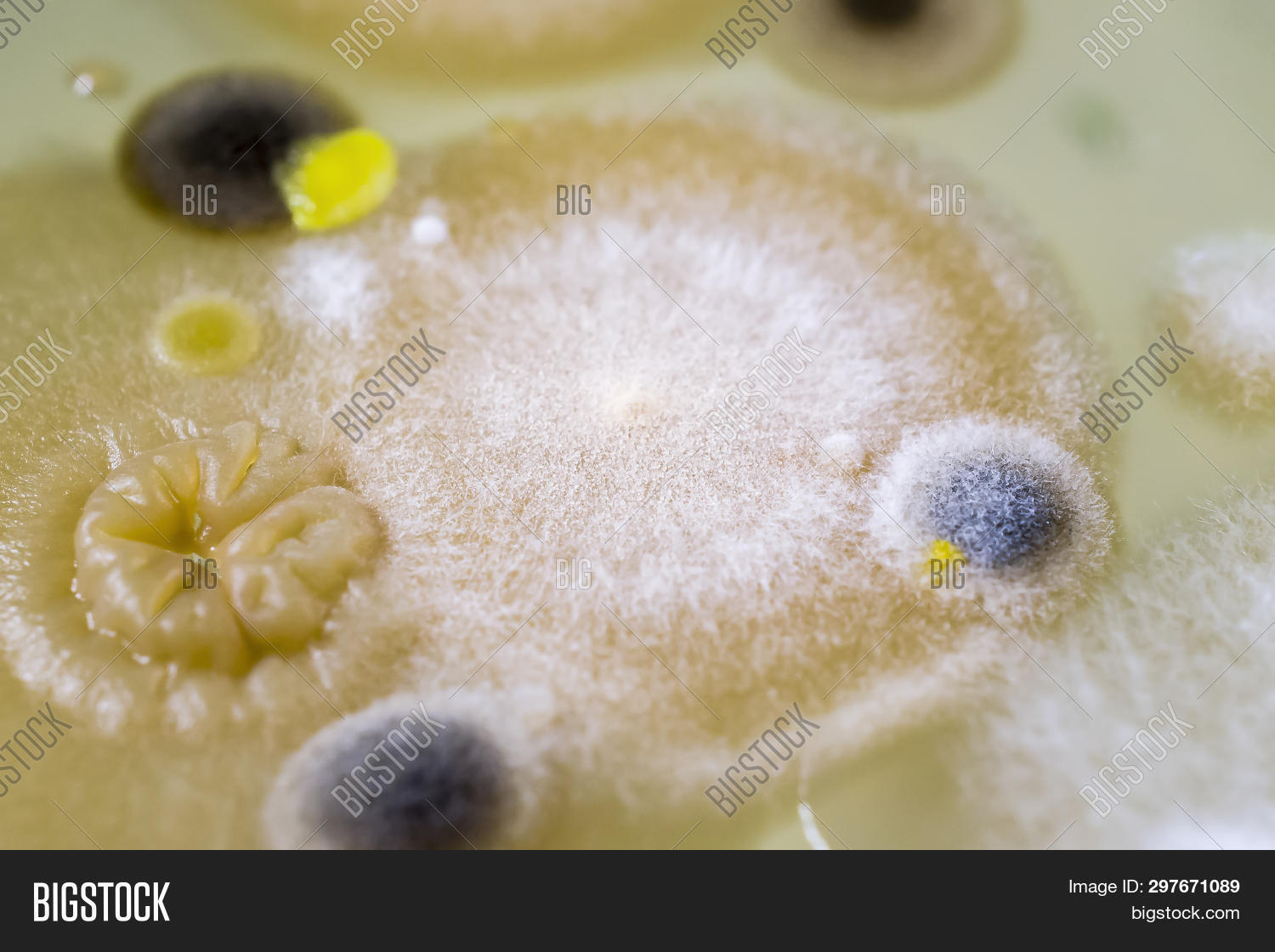 Fungal Contamination Image & Photo (Free Trial) Bigstock