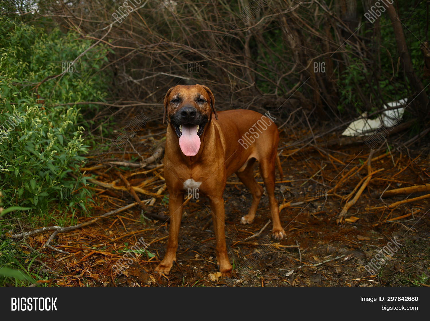 Front View Rhodesian Image & Photo (Free Trial) | Bigstock