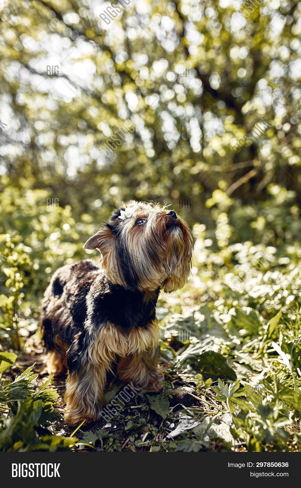 Yorkshire Terrier. Image & Photo (Free Trial) Bigstock