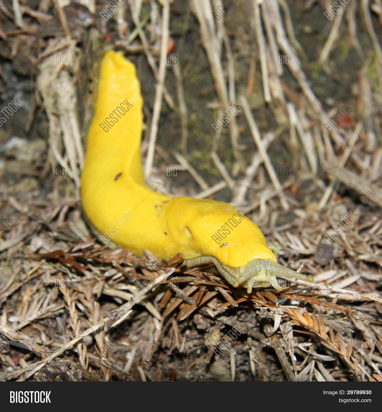 Banana Slug Image & Photo (Free Trial) | Bigstock